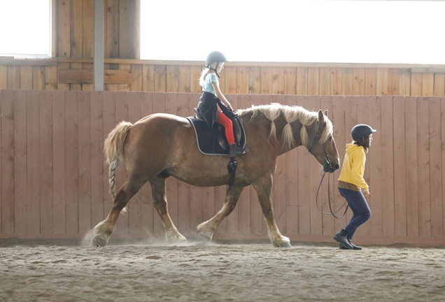 nybörjarridläger, barn, lära om häst, ridning, omtyckt