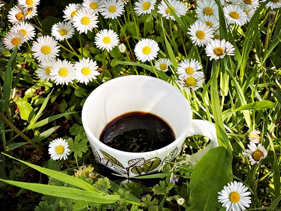 En vit kaffekopp full med svart kaffe står i en sommaräng.