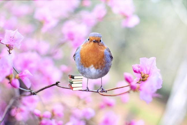 En fågel sitter på en blommande gren med en liten hög böcker bredvid sig. Det är rosa blommor och fågeln som ser rakt in i kameran är grå och roströd på bröstet.