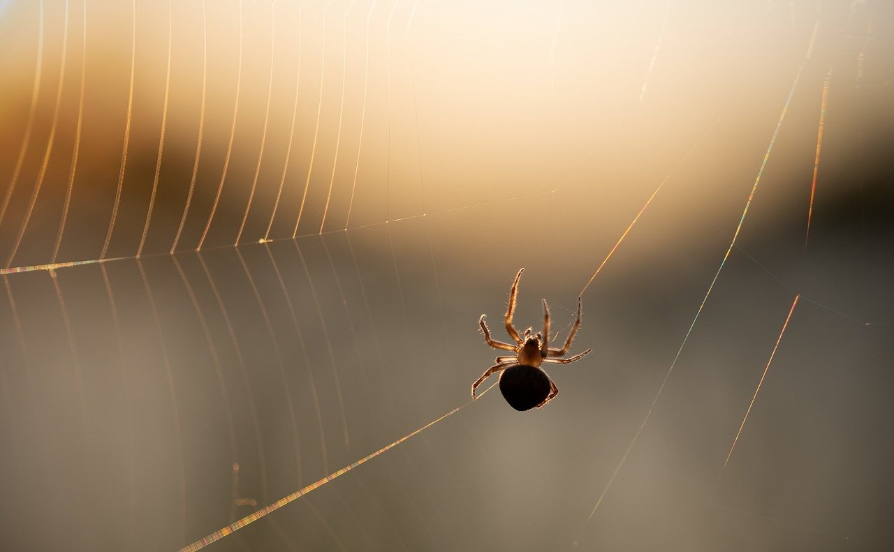 Spindel i ett nät.
