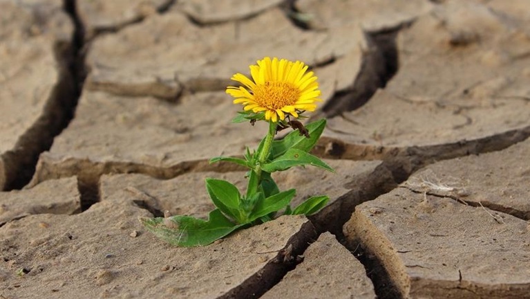 Gul blomma som växer mellan stenplattor