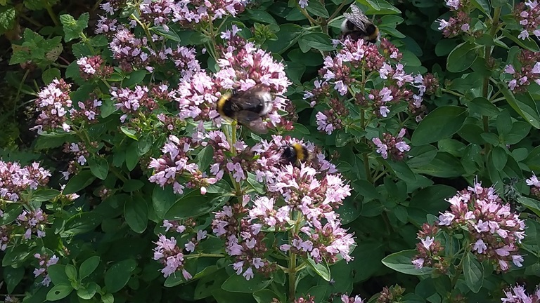 Bild på blommor och humlor