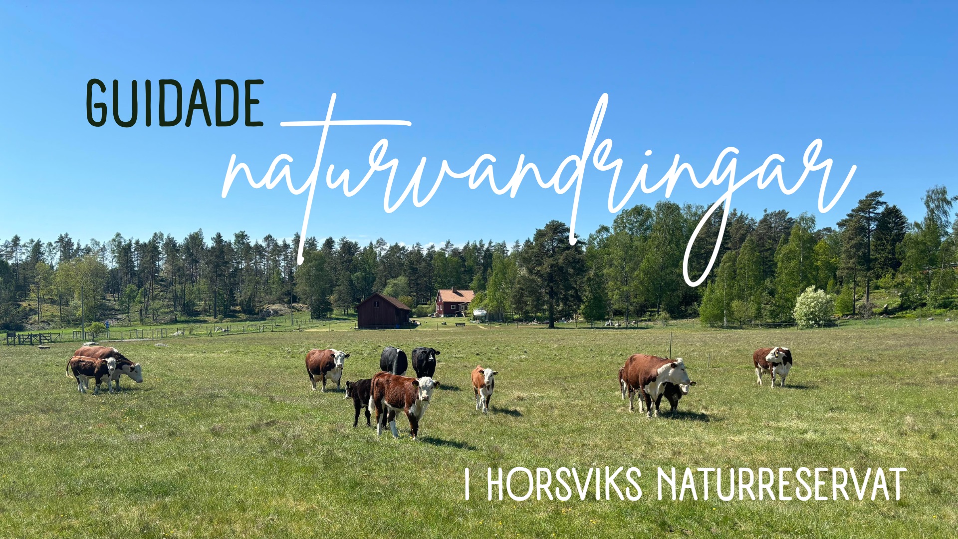 Guidade naturvandringar på Horsvik