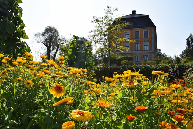 gula blommor framför ett gult slott.