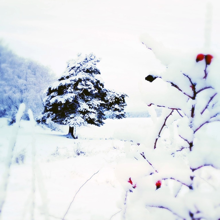 En vinterbild på buskar utan löv och granar. Snön ligger tätt på backen och på träden och buskarna.
