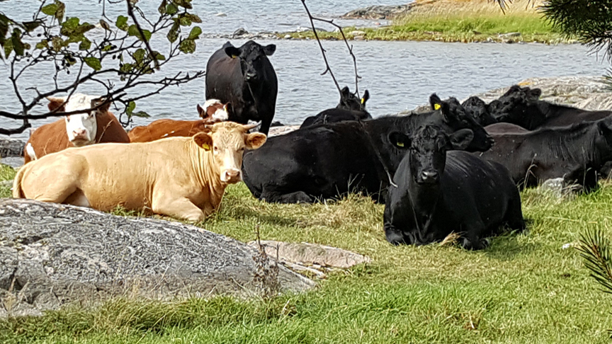 Sävö naturreservat