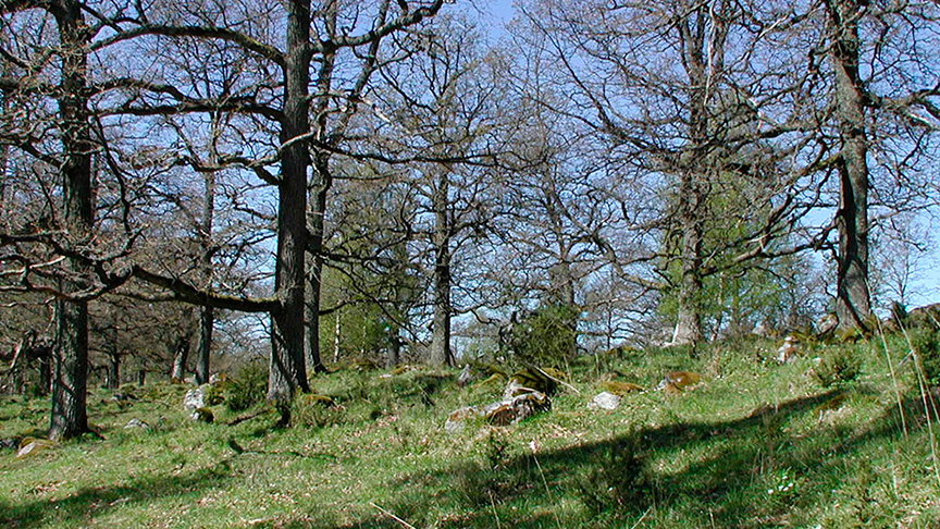 En kulle med gamla träd.