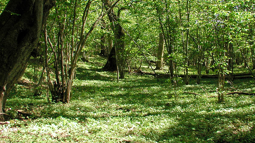 En grönskande skog.