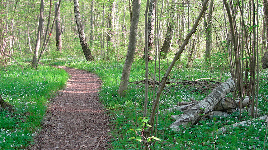En stig kantad av skogsdungar och vitsippor.