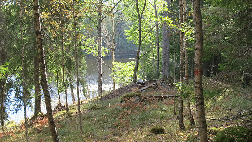 En skog sluttar mot en sjö.