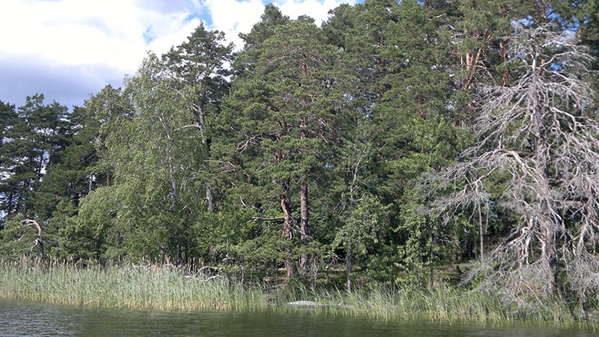 En skog vid ett vatten.