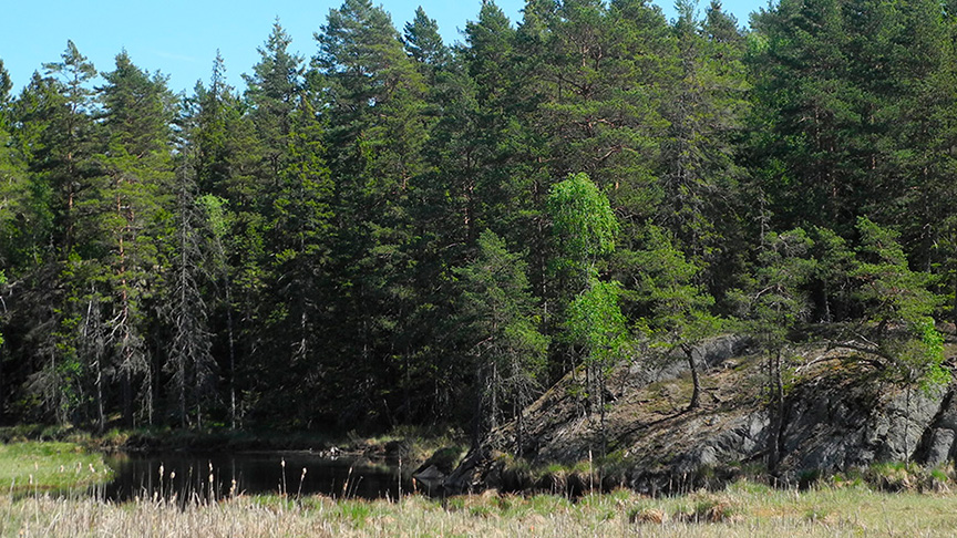 En skog vid ett kärr.